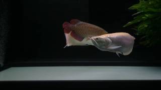 Albino Silver Arowana amp Red Arowana 24AUG2016 [upl. by Blader]