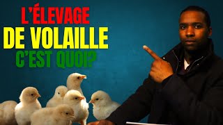 Poulet de chair ce que vous devez savoir [upl. by Tris432]