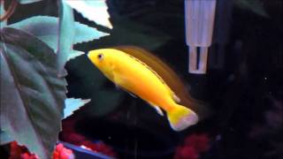 26 Gallon Bow Front Cichlid Tank [upl. by Anemolif]