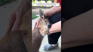 This family adopted a baby kangaroo that was abandoned by its mother and then animalshorts [upl. by Gaudette]