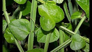 Cissus quadrangularis  Conhecido como cacto Uva  Medicinal [upl. by Annagroeg]