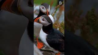 Atlantic Puffin an extraordinary avian species stands as a testament to the sheer beauty of nature [upl. by Junius]