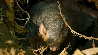 Pangolin The Worlds Most Trafficked Mammal  4KUHD  China Natures Ancient Kingdom  BBC Earth [upl. by Anadal]