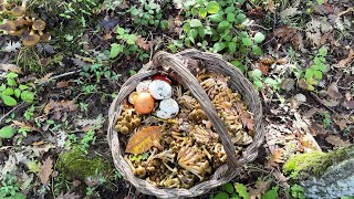 “Chiodini in Abbondanza La Magia dei Primi Funghi d’Autunno” Armillaria Mellea [upl. by Loella]