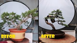 How to bend a bonsai  great bonsai bending skills 188 [upl. by Aggappe]