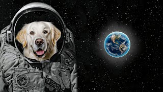 The Untold Story of Laika  The Brave Dog Who Made History in Space [upl. by Jahn]