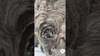 Hornet nest up close with treatment and removal [upl. by Htebasile144]