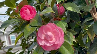 Correct THIS mistake if your Camellia plant is not bloomingMyhomegardenunlimited [upl. by Elke]