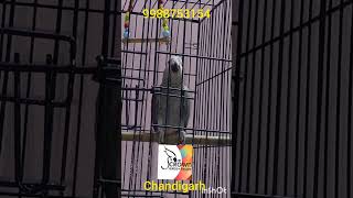 African grey male available in chandigarh [upl. by Mij]