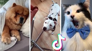 Funny Pets of TikTok Compilation  Cutest Dogs amp Cats TIK TOK 😹🐶 [upl. by Niala]