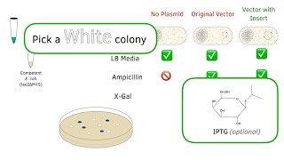 Bluewhite screening for DNA isolation Pick a white colony [upl. by Goren421]