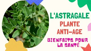 LASTRAGALE LA PLANTE ANTI AGE PAR EXCELLENCEMAIS PAS QUE [upl. by Annoval487]