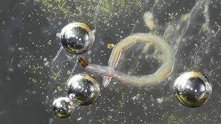 Biting Midge larva and pupa AKA Dances with Bubbles [upl. by Ierna]