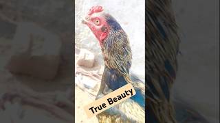 The Real Rooster A True Beauty pethenpals beautifulrooster natureart farmlife realrooster [upl. by Naghem]