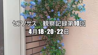 ≪柴犬マルちゃん番外編≫ セアノサス 観察記録第10回 剪定の時期がきました！ カルフォルニアライラック california lilac Ceanothus Pacific blue [upl. by Columbyne]