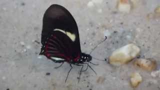 Butterfly  Schmetterling im Regenwald von Peru  at the Peruian Rainforest [upl. by Nilad]