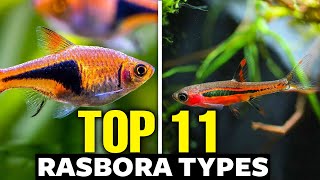 The 11 Best Types of Rasboras 🐟 [upl. by Nema]