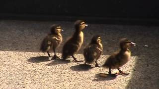 Duck and Ducklings cry for help [upl. by Grosvenor43]