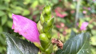 Turtlehead Plant Profile [upl. by Aniroc]