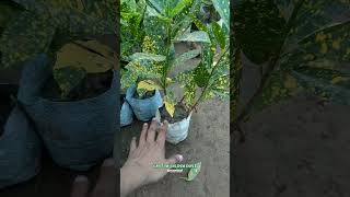 सदियों में कैसे केयर करे Croton Golden Dust crotan goldan babayplant [upl. by Fry]