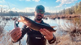 Winter pine barrens pickerel fishing [upl. by Ayenet]