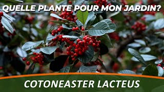 COTONEASTER LACTEUS  Quelle plante pour mon jardin [upl. by Amber]