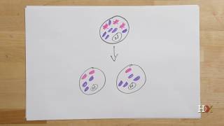 How mitochondrial diseases are inherited [upl. by Haraf26]