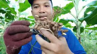 Harvesting Peanuts Its Not What I Was Anticipating [upl. by Bloxberg]