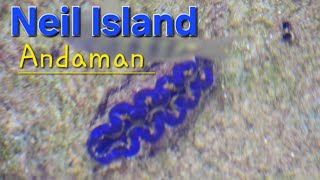 Maxima Clam fauna changes colour when touchedNeil Island Andaman ExplorerentertainerTia1176 [upl. by Anirahtak]