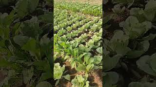 gaaw farming Cauliflower hareramaharekrishna shorts video trending farmerslife foryou [upl. by Saalocin]