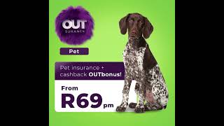 OUTsurance Pet l Weimaraner [upl. by Elsbeth]