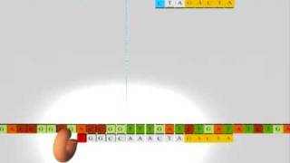 Sequencing DNA RNA Nucleics Acids Secuenciacion ADN acidos nucleicos [upl. by Ambler]