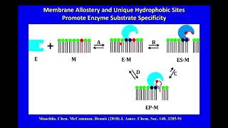 Phospholipase A2 A paradigm for allosteric regulation by membranes and cell signaling [upl. by Malilliw]