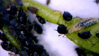 Aphid plant lice blackflies colony under microscope  Blattlauskolonie unterm Mikroskop [upl. by Aicylla]