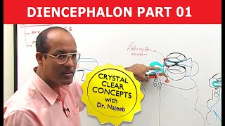 Diencephalon  Neuroanatomy  Part 12 [upl. by Inatsed822]