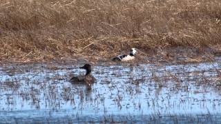 Stellers Eider pair near Barrow AK [upl. by Allehcram899]