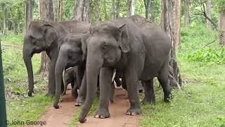 Elephant herd block calf from us elephant aana aanapremi aanakeralam [upl. by Areivax]