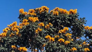 The African Tulip Tree Rare Yellow Form Spathodea campanulata [upl. by Amada]