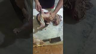 Master action chicken shorts cuttingskills shortsfeed [upl. by Auqinot]