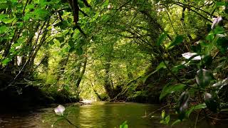 SOUNDS OF THE FOREST GENTLE BIRDSONG WITH BABBLING BROOK RELAXING FOREST SOUNDS [upl. by Anivad]