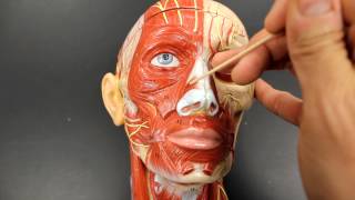 MUSCULAR SYSTEM ANATOMYMuscles of facial expression model description [upl. by Kamerman]