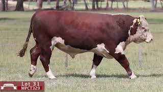 Lot 31 MPCT329 Melville Park Herefords 2024 [upl. by Mano]