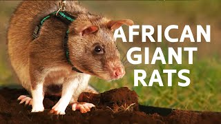 The Minesweeping Rats With The Most Dangerous Job In The World  Africas Giant Rats [upl. by Iruyas]