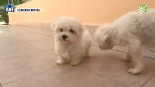 Bichón maltés perro de raza quotAnimales en familiaquot [upl. by Adiarf]