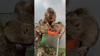 Sab apne apne bhag ka kha rhen h babymonkey cute funny monkey [upl. by Nyroc614]