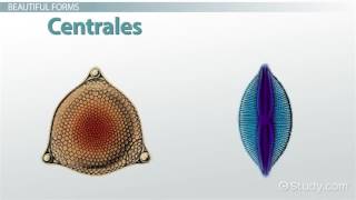 Diatoms Definition Characteristics [upl. by Ashman]