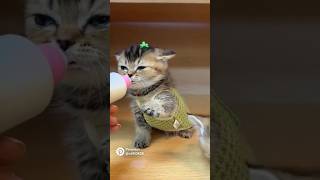 Meow meow meow cat cuteanimal cutecat animalshort viralvideo shortfilm shortfeed animallover [upl. by Harlamert]