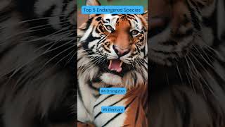 5 Most Endangered Animals [upl. by Amalie]