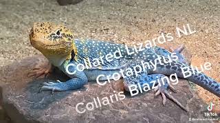 Enjoying Wednesday with the Crotaphytus Collaris blazing blue at Collared Lizards NL [upl. by Krasnoff]