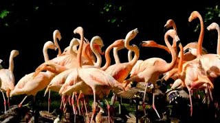 Greater Flamingo  Flamingo Birds [upl. by Narrat916]